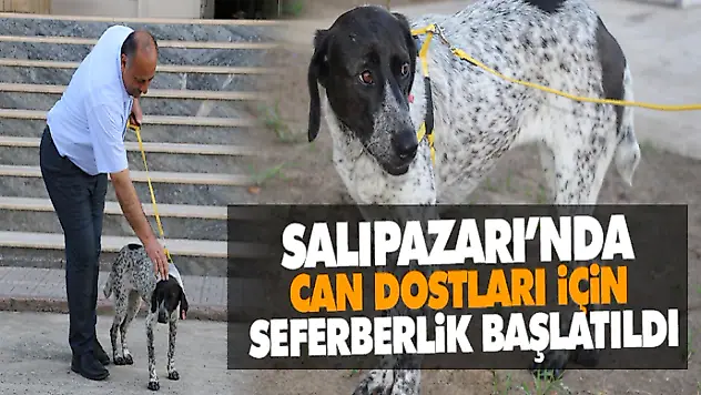 Salıpazarı'nda Can Dostları İçin Seferberlik Başlatıldı