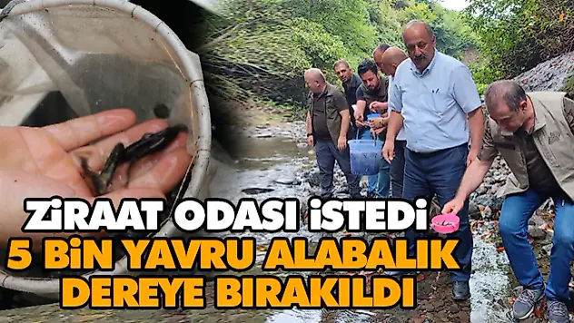 Ziraat Odası İstedi! 5 Bin Yavru Alabalık Dereye Bırakıldı