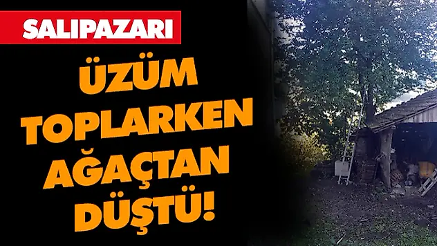 Salıpazarı'nda Ağaçtan Düşen Bir Kişi Yaralandı.
