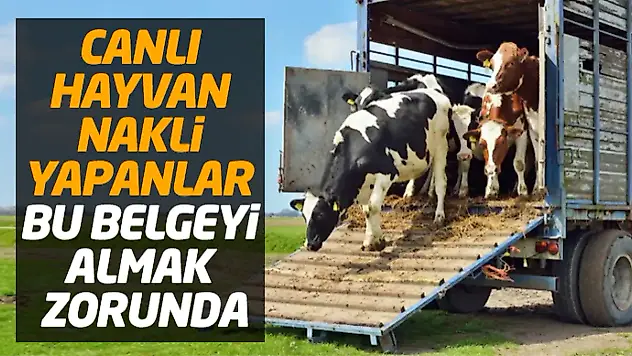 Canlı Hayvan Nakli Yapanlar Bu Belgeyi Almak Zorunda