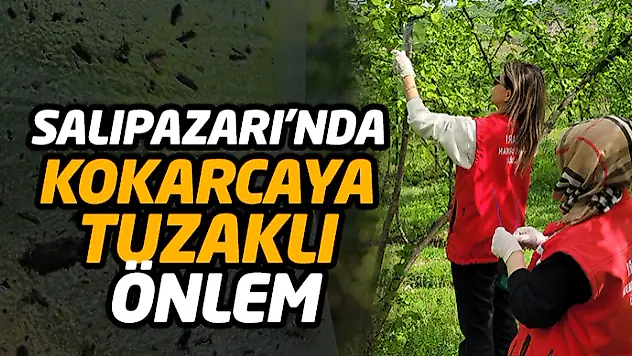 Salıpazarı'nda Kokarcaya Tuzaklı Önlem
