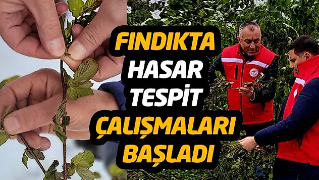 Fındıkta Hasar Tespit Çalışmaları Başladı