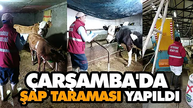 Çarşamba'da Şap Taraması Yapıldı