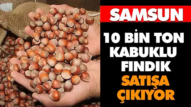 10 Bin Ton Kabuklu Fındık Satışa Çıkıyor