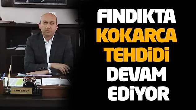 Fındıkta Kokarca Tehdidi Devam Ediyor