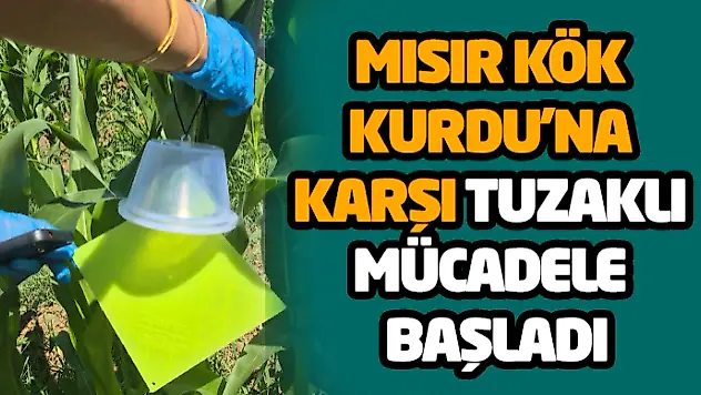 Mısır Kök Kurdu'na Karşı Tuzaklı Mücadele Başladı