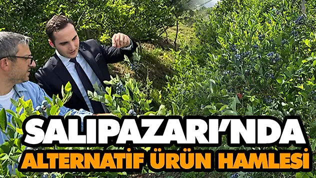 Salıpazarı'nda Alternatif Ürün Hamlesi: 13 Dekarlık Yaban Mersini Bahçesi Kuruldu
