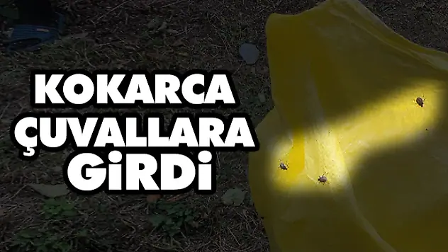 Kokarca Çuvallara Girdi
