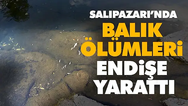  Salıpazarı'nda Balık Ölümleri Endişe Yarattı