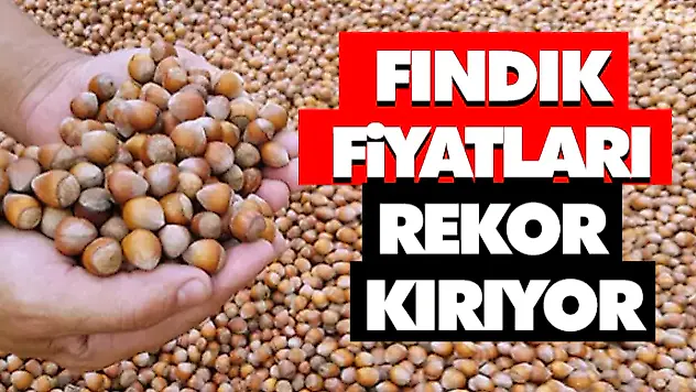 Fındık Fiyatları Rekor Kırıyor