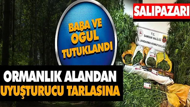 Ormanlık Alandan Uyuşturucu Tarlasına: Baba ve Oğul Tutuklandı