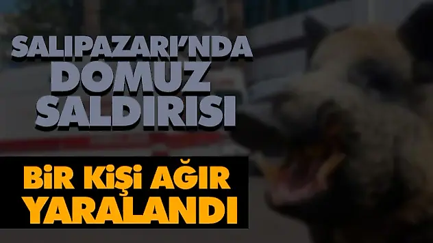 Salıpazarı'nda Domuz Saldırısı: Bir Kişi Ağır Yaralandı