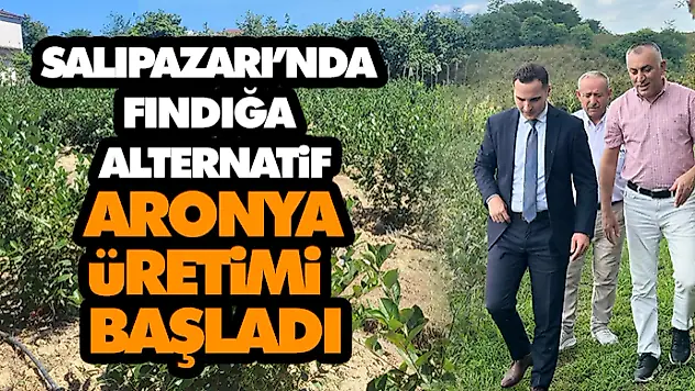 Salıpazarı'nda Fındığa Alternatif: Aronya Üretimi Başladı