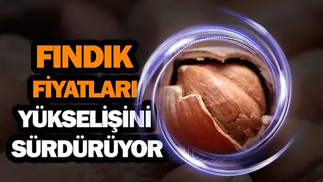 Fındık Fiyatları Yükselişini Sürdürüyor