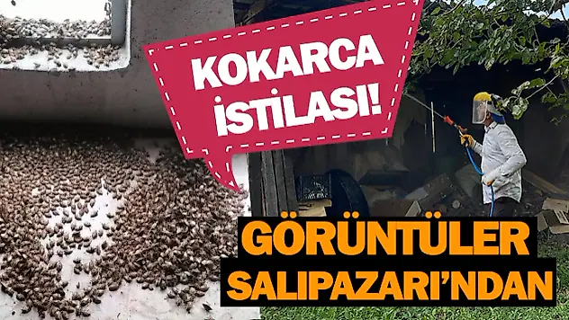 Kokarca İstilası! Görüntüler Salıpazarı'ndan