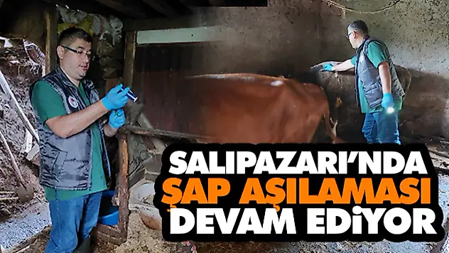 Salıpazarı'nda Şap Aşılaması Devam Ediyor