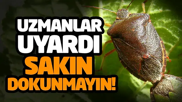 Uzmanlar Uyardı: Sakın Dokunmayın!