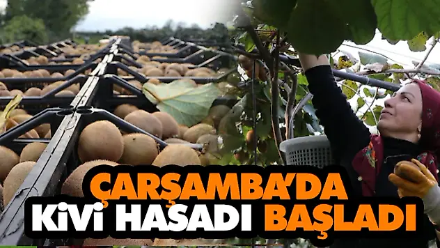 Çarşamba'da Kivi Hasadı Başladı