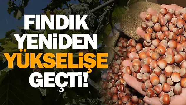 Fındık Yeniden Yükselişe Geçti!