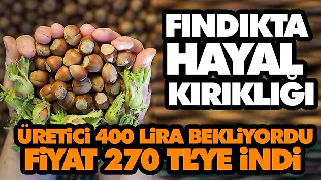 Fındıkta Hayal Kırıklığı: Üretici 400 Lira Bekliyordu, Fiyat 270 Tl'ye İndi