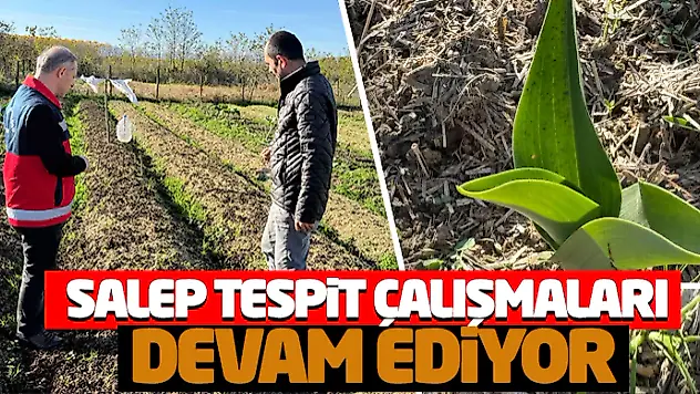 Salep Tespit Çalışmaları Devam Ediyor