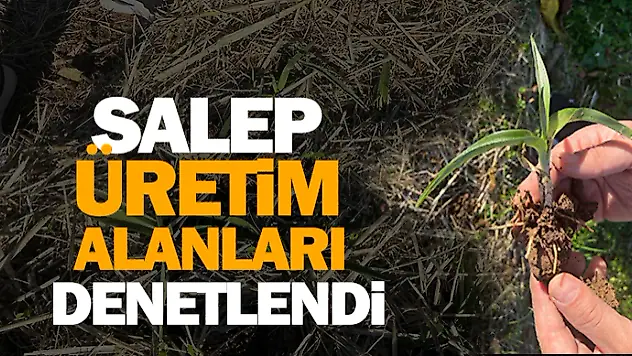 Salep Üretim Alanları Denetlendi