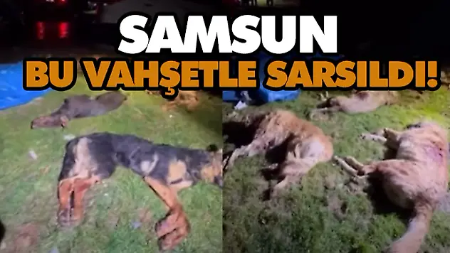 Samsun Bu Vahşetle Sarsıldı! 9 Sokak Köpeği Ölü Bulundu