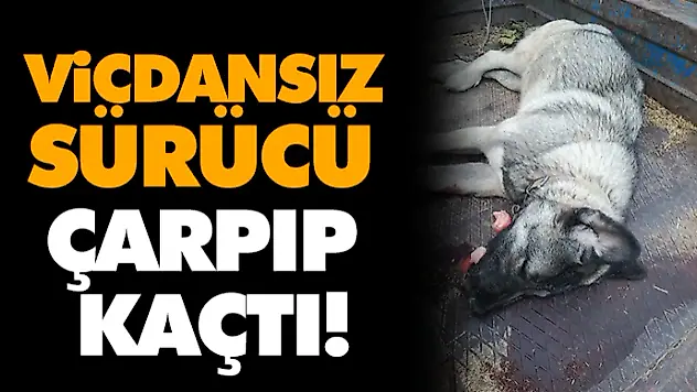 Vicdansız Sürücü Çarpıp Kaçtı!