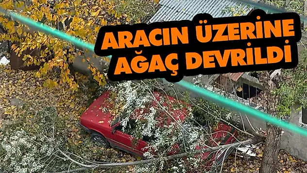 Aracın Üzerine Ağaç Devrildi