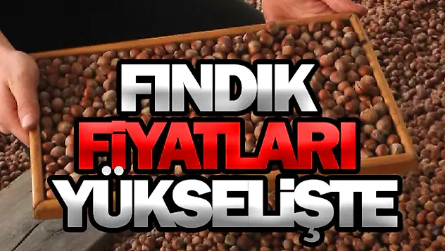 Fındık Fiyatları Yükselişte