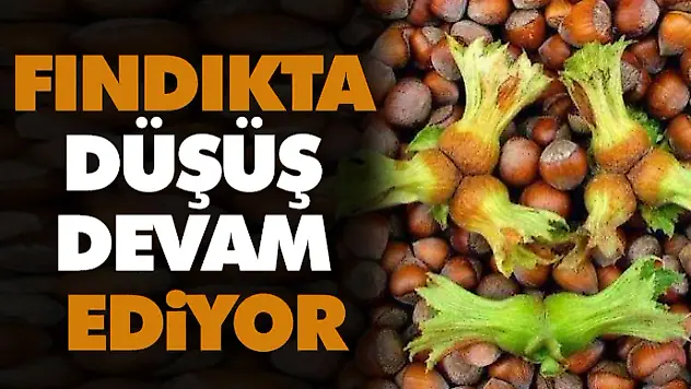 Fındıkta Düşüş Devam Ediyor