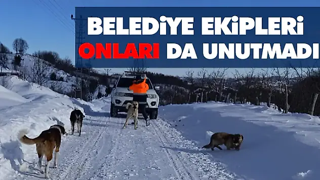 Belediye Ekipleri Onları da Unutmadı