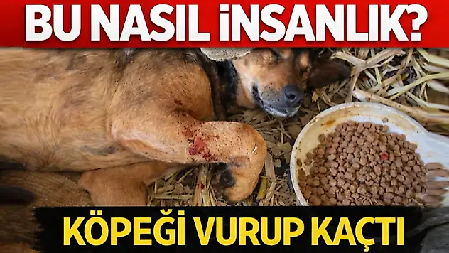 Bu Nasıl İnsanlık? Köpeği Vurup Kaçtı