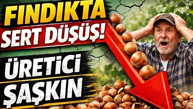 Fındıkta Sert Düşüş! Üretici Şaşkın