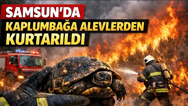 Kaplumbağa Alevlerden Kurtarıldı