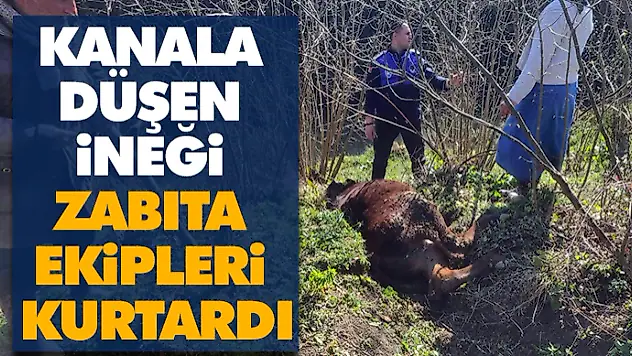 Kanala Düşen İneği Zabıta Ekipleri Kurtardı