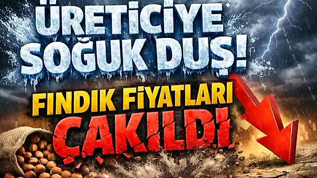 Üreticiye Soğuk Duş! Fındık Fiyatları Çakıldı