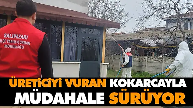 Üreticiyi Vuran Kokarca İçin Müdahale Sürüyor