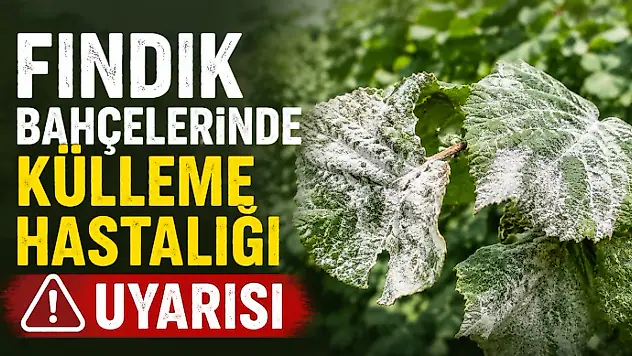 Fındık Bahçelerinde Külleme Hastalığı Uyarısı
