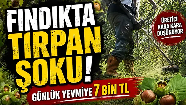 Fındıkta Tırpan Şoku! Günlük Yevmiye 7 Bin TL