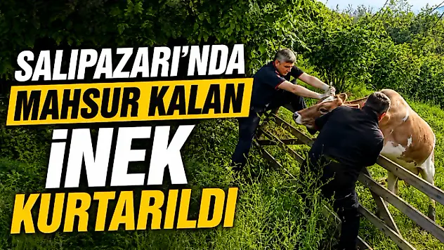 Salıpazarı'nda Mahsur Kalan İnek Kurtarıldı