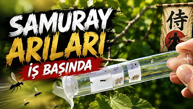 Samuray Arıları İş Başında