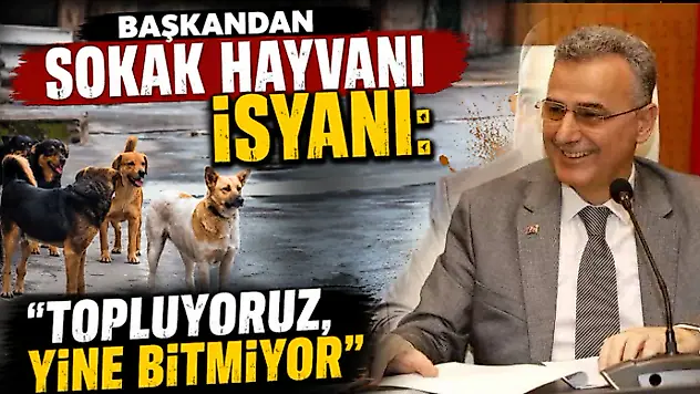 Başkandan Sokak Hayvanı İsyanı: 'Topluyoruz, Yine Bitmiyor'