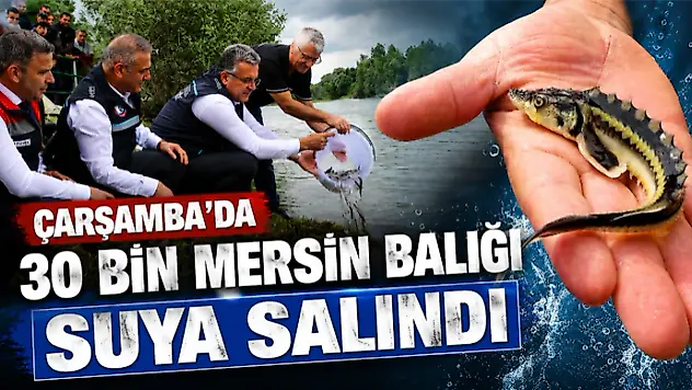 Çarşamba'da 30 Bin Mersin Balığı Suya Salındı