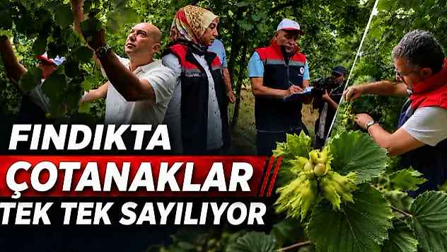 Fındıkta Çotanaklar Tek Tek Sayılıyor