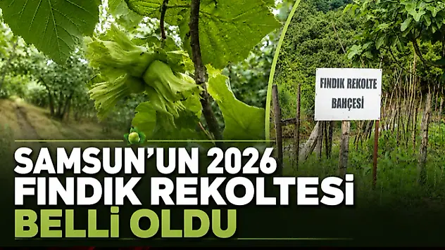 Samsun'un 2026 Fındık Rekoltesi Belli Oldu