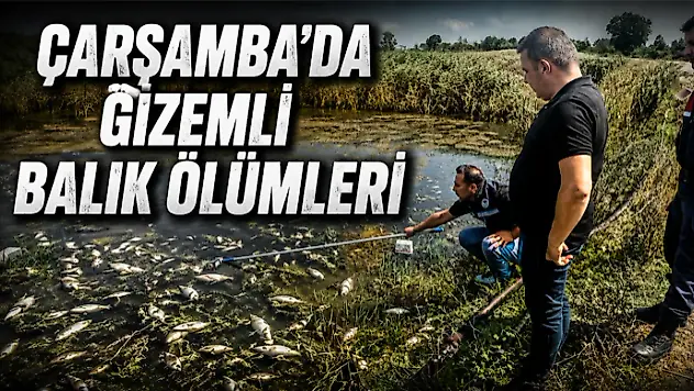 Çarşamba'da Gizemli Balık Ölümleri