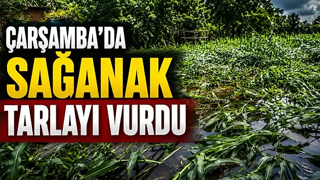 Çarşamba'da Sağanak Tarlayı Vurdu