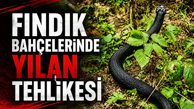 FINDIK BAHÇELERİNDE YILAN TEHLİKESİ