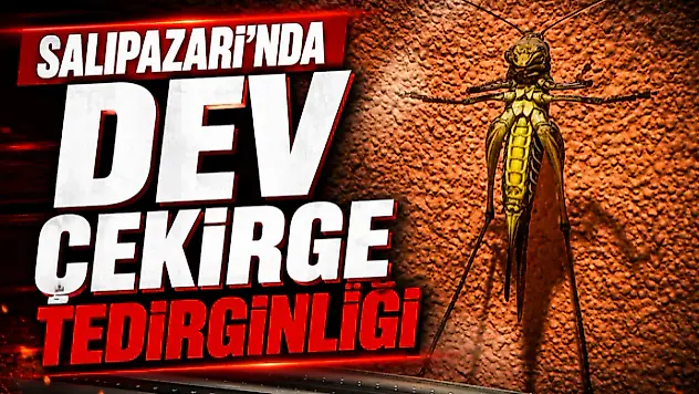 Salıpazarı'nda Dev Çekirge Tedirginliği